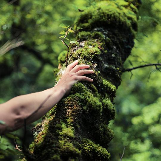 Tutustu Kyoceran ympäristöhankkeisiin hand touching tree